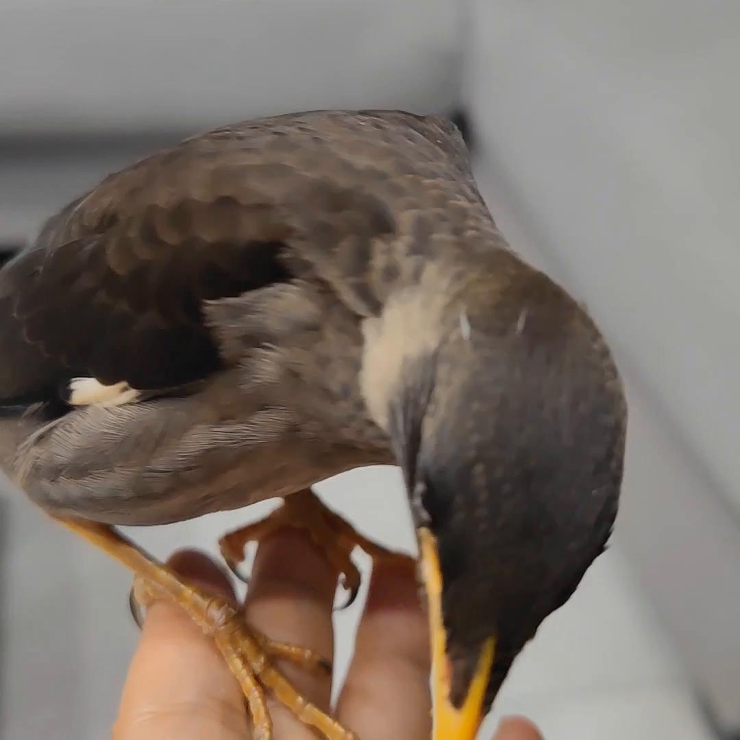 八哥训练日常,八哥训练不会怕人