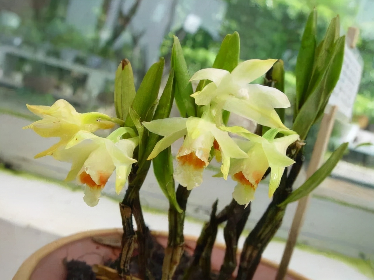 什么兰是最流行的兰花呢,兰花中哪个品种最好看又好养