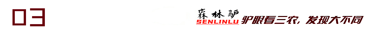 探秘原始森林的真实过程,揭露森林背后的真相