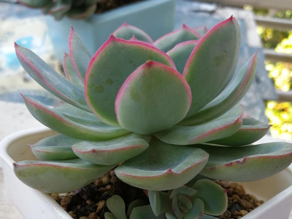 多肉晨露和橙梦露的区别,晨露的多肉名字