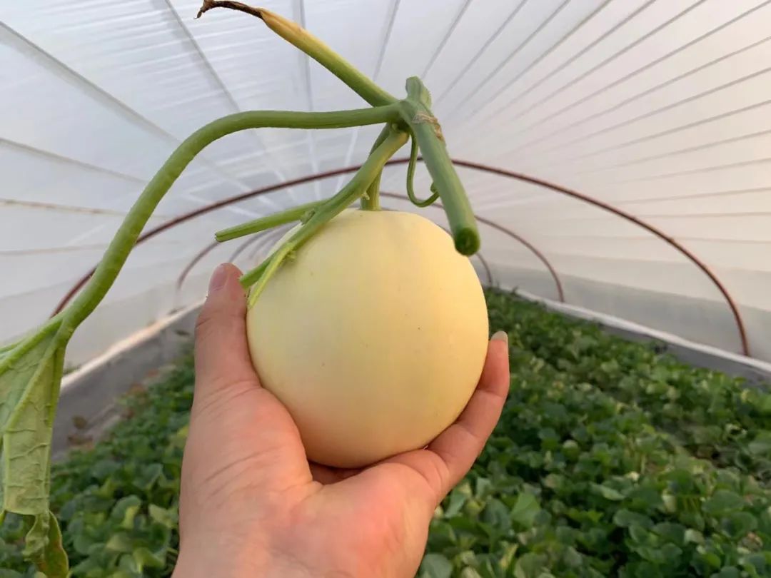甜瓜哪个品种比较好卖,最新甜瓜产地价格