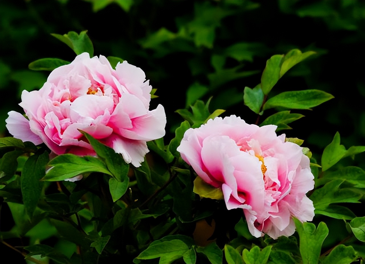 中国十大名花排行榜及图片,中国十大名花明细