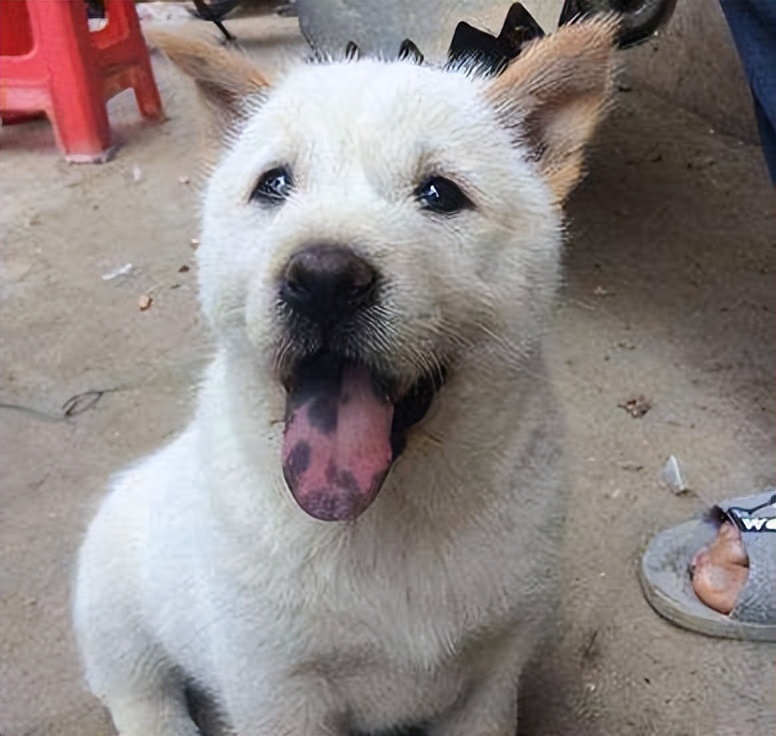 挑选好狗的几大诀窍,挑狗的方法和技巧冷知识