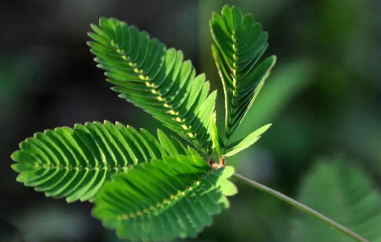 含羞草养护的基本方法,含羞草怎样养护才能开花