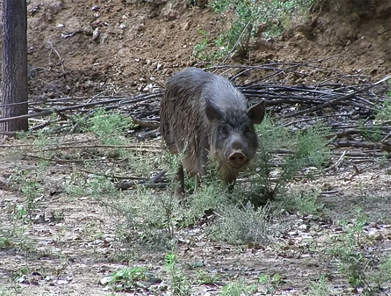 90后大学生深山养猪陪嫁300头猪,河南24岁女子深山养猪4年