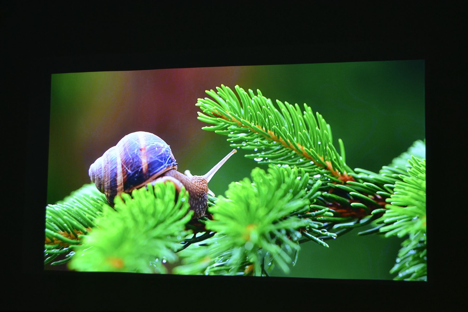 当贝x5投影可以投影多少寸,当贝x5投影评测