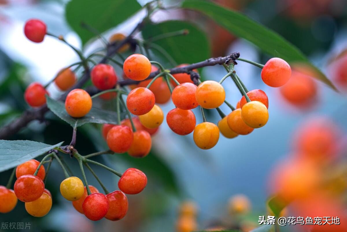 国内大樱桃和车厘子哪个好吃,车厘子和大樱桃哪个好吃些