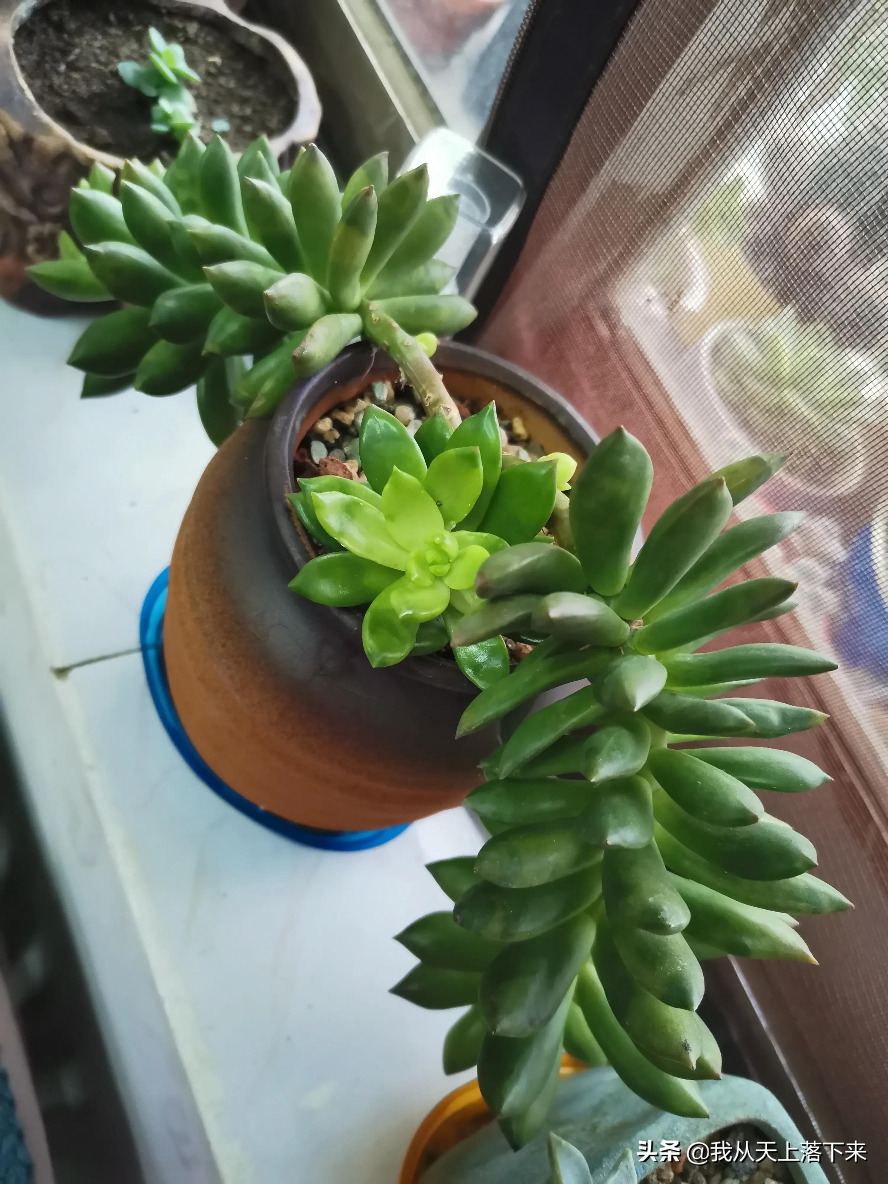 多肉品种及图片大全欣赏,多肉品种辨别图片大全欣赏