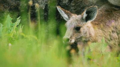 原来它们也有“性丑闻”，这片看完让我大开眼界