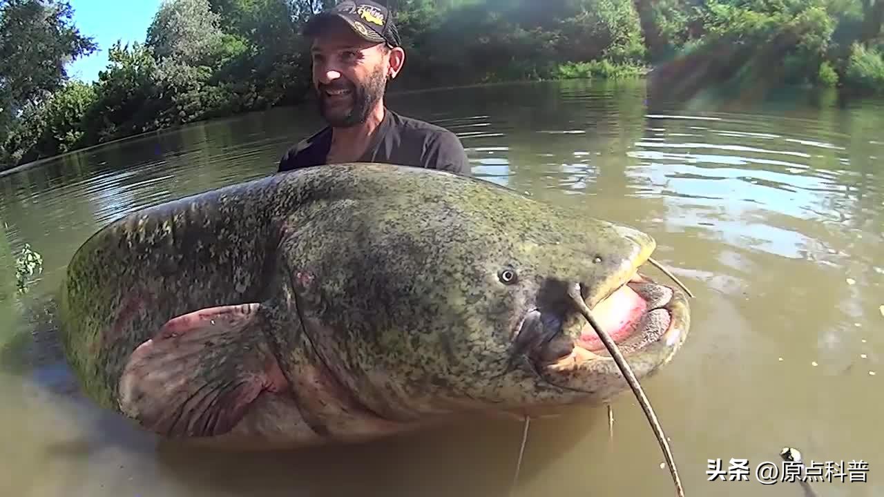 印度泛滥成灾的七大动物，自己不敢吃，想让中国当接盘侠