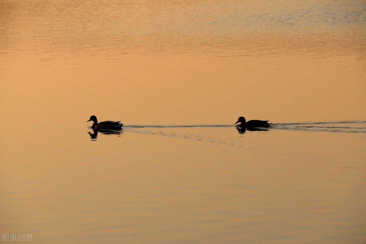 高血压两味中药泡水喝,双降汤加味治高血压医案