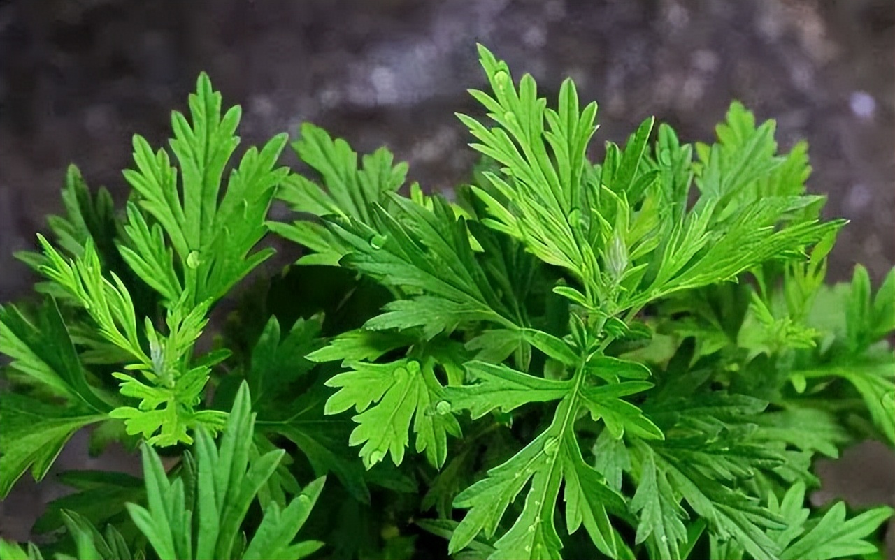 学好中国字讲好中国话,学好中国文化讲好中国故事观后感