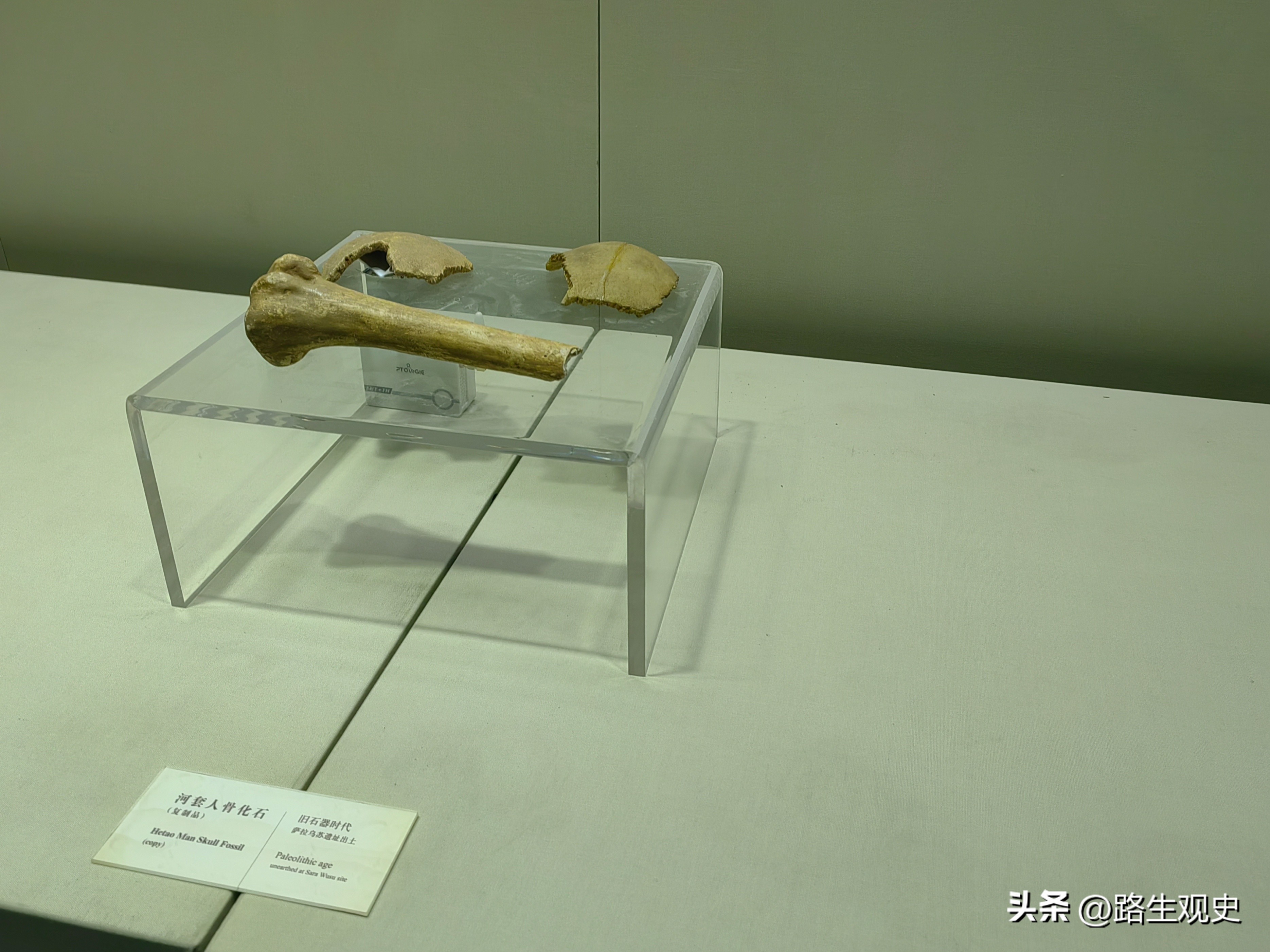 内蒙古恐龙遗迹有哪些,内蒙古草原几百上千年前是海吗