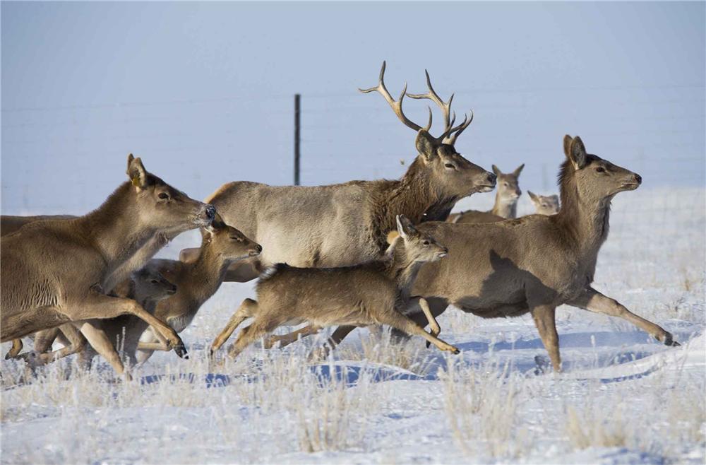 马鹿如何抵抗天敌狼、雪豹、猞猁与狼獾，用角挑还是用腿踢？
