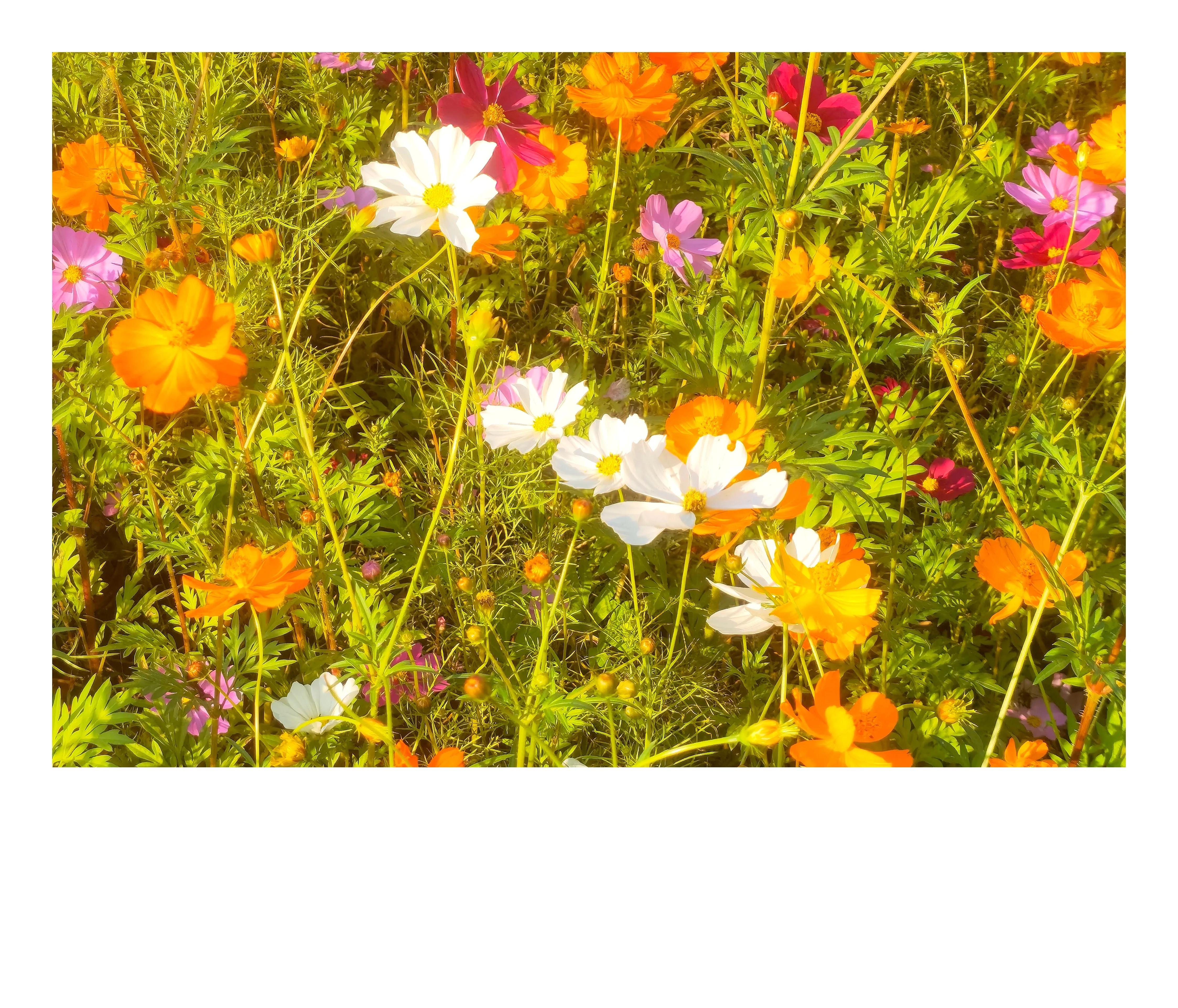 奥森公园里秋意图片,奥森公园的秋花也很漂亮