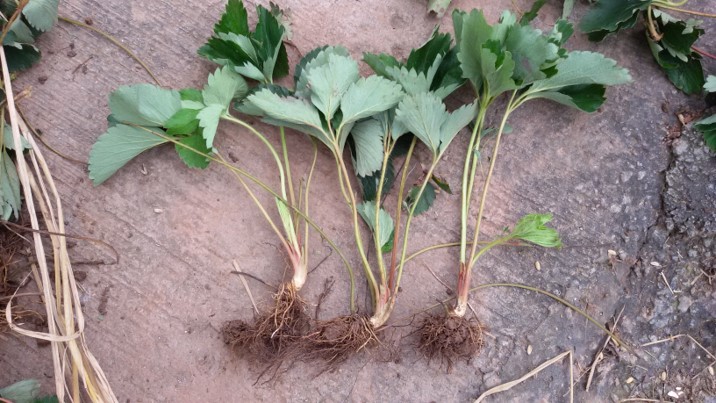 草莓浇水多了烂根怎么样补救,草莓烂根修剪好可以晒一下根吗