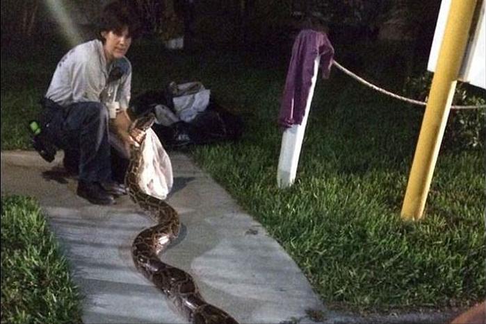 美国佛州最大缅甸蟒,美国蟒蛇泛滥原因