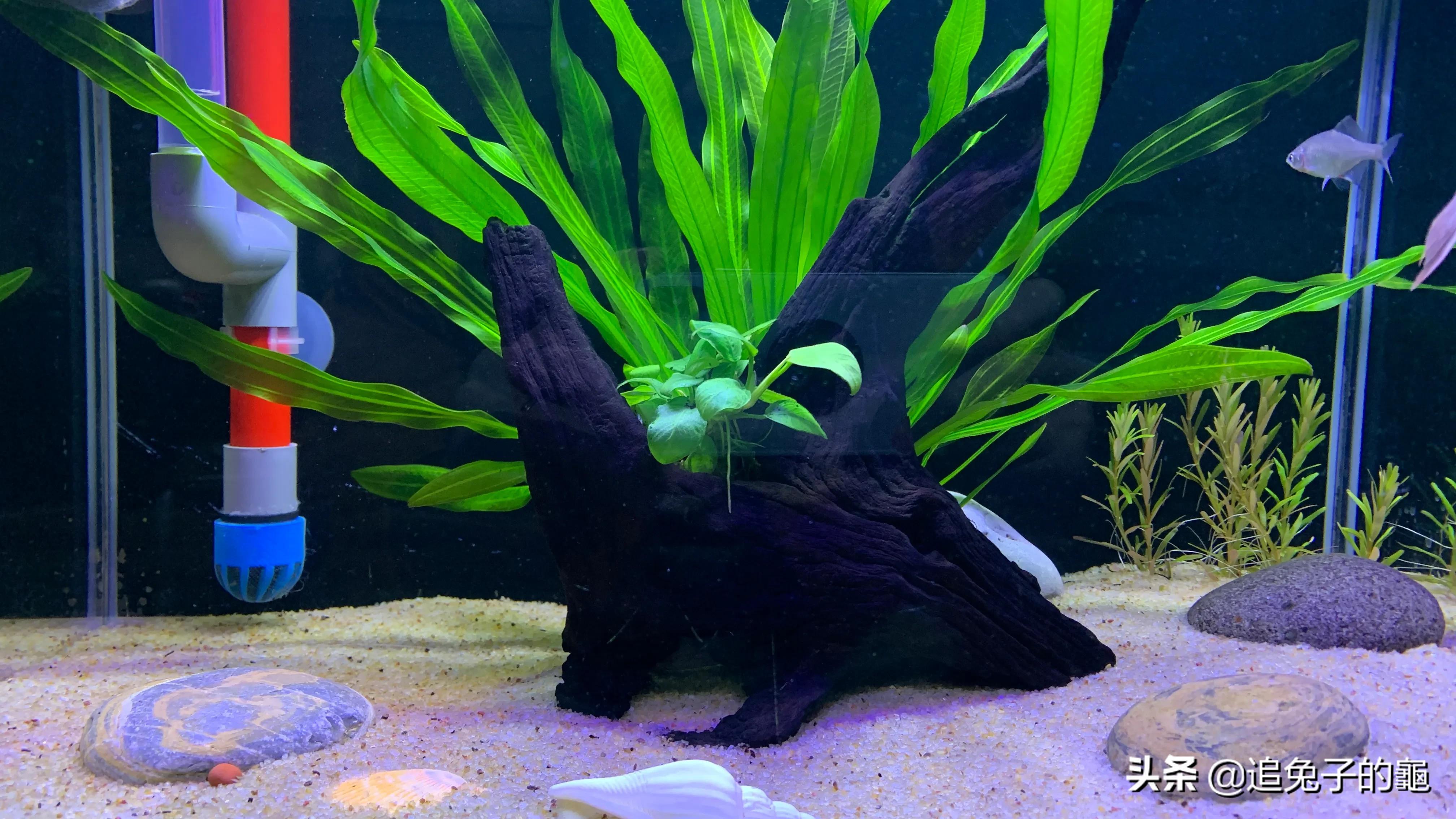 养鱼大坑,养鱼坑必须是万丈深渊