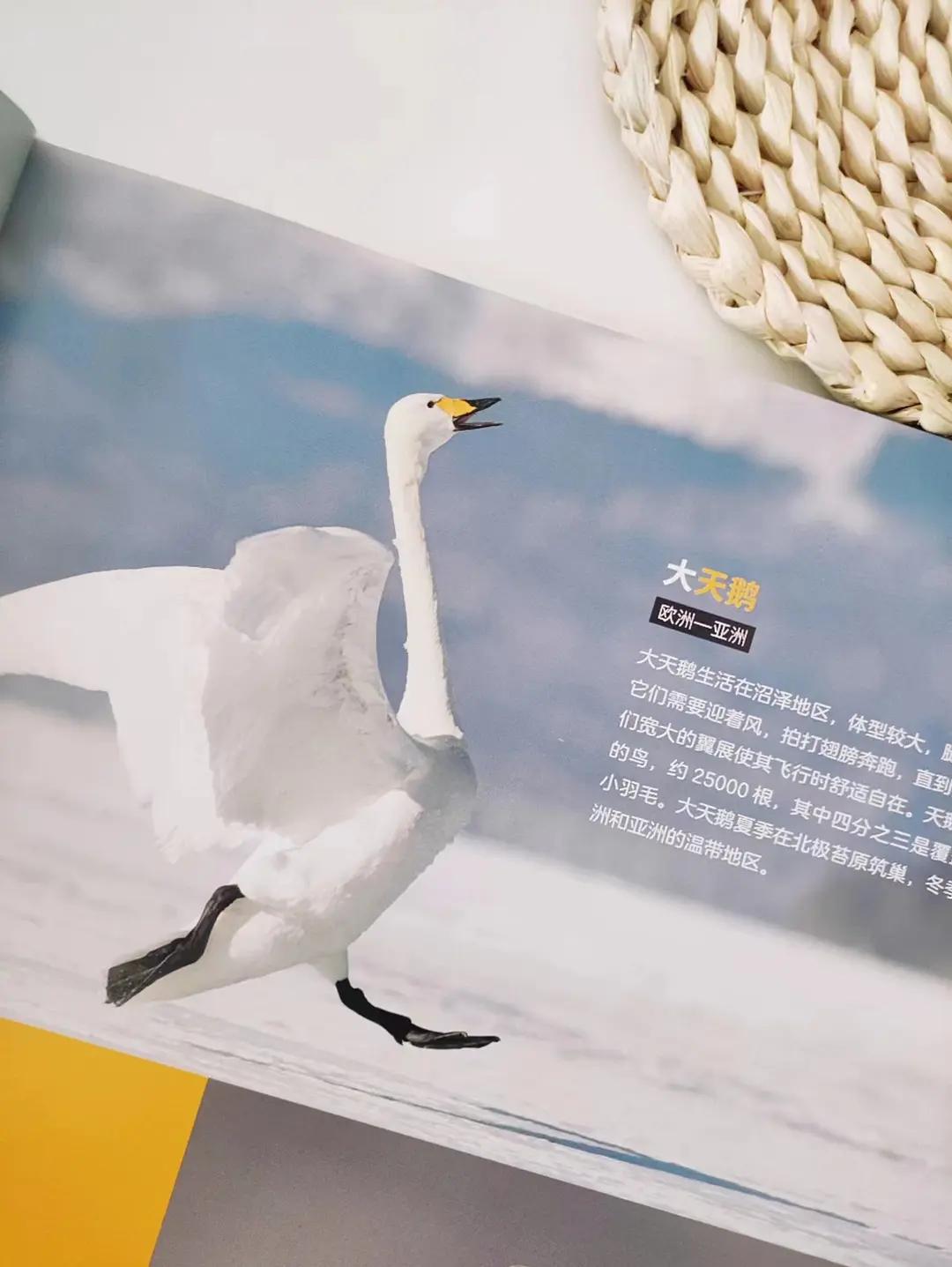 真真被这本书的鸟儿治愈了！