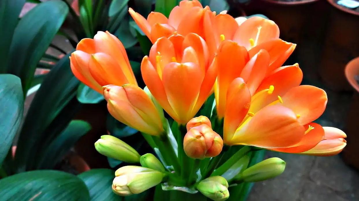 摆在家里最旺的十种花,什么花摆放卧室好养又好看