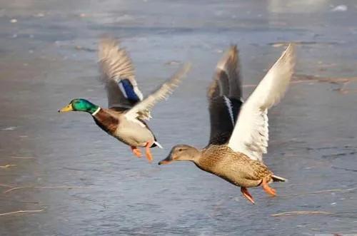 北大荒的秋天讲解视频,北大荒的秋天记录片