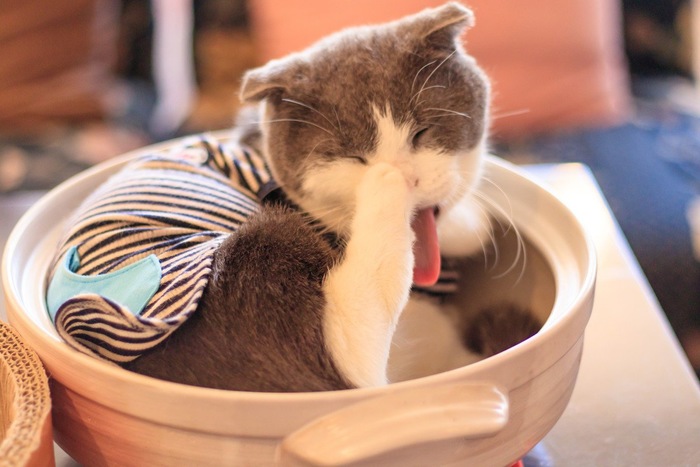 为什么猫的体味小,猫为什么身上好臭