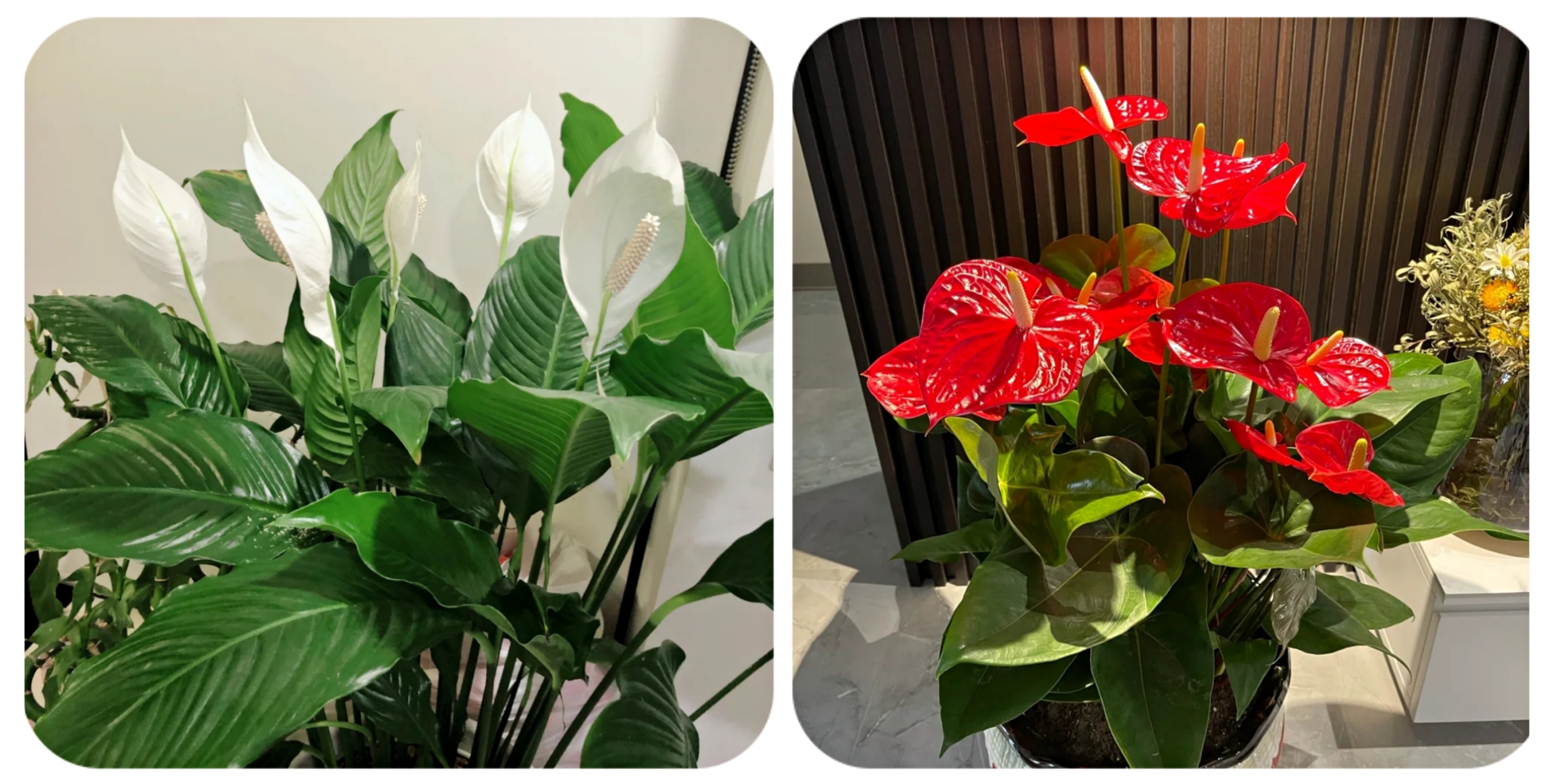 阳台上可以种什么蔬果,阳台上适合种的蔬果