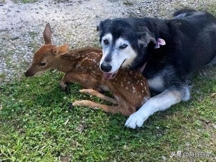哈士奇离家出走，隔天竟然自己回来了，身后还跟了只小鹿