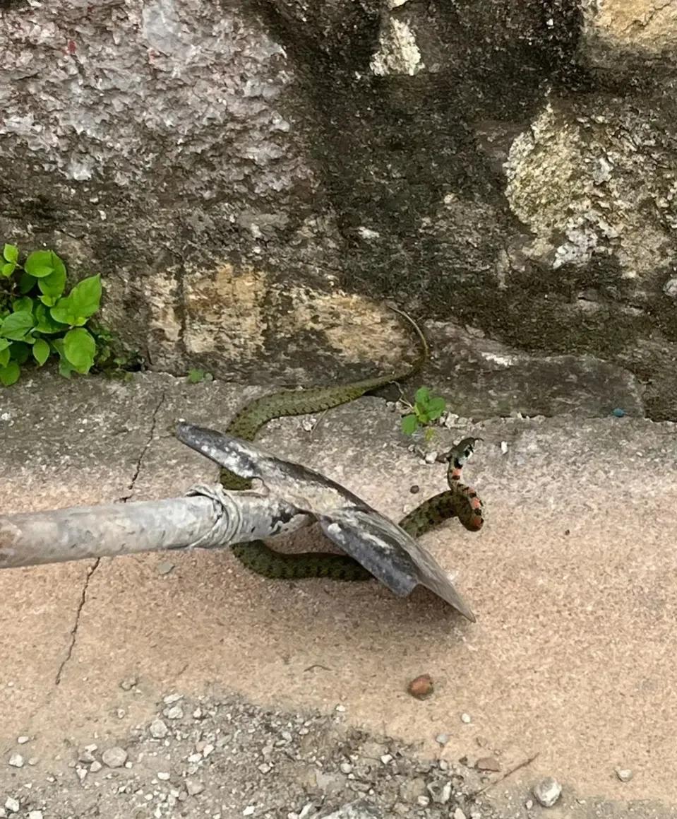 下手真狠，蛇头都给打歪了。