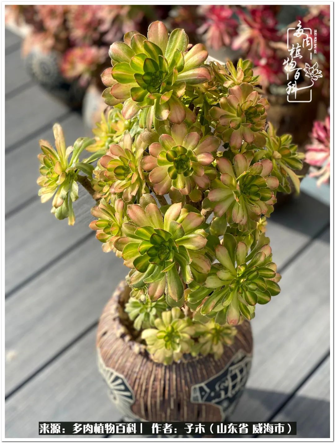 法师多肉成长史,法师多肉新手教程