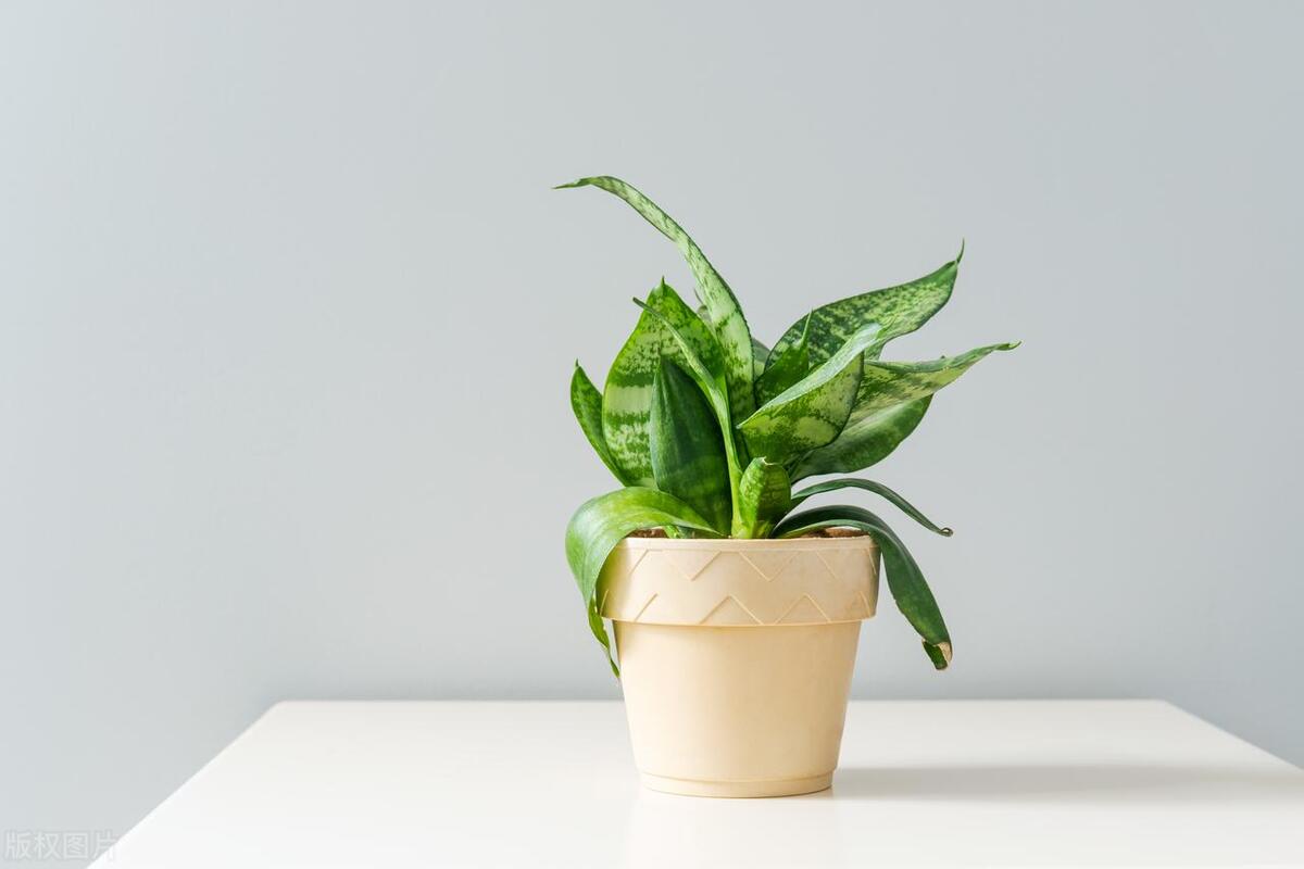 要想家里旺要注意什么,要想家里旺下句是什么