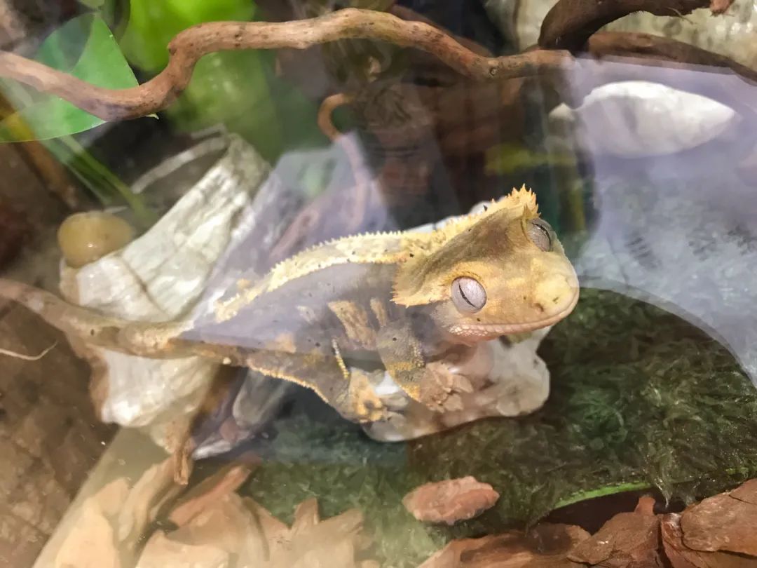 适合孩子室内养的小宠物,室内适合养的中小型宠物