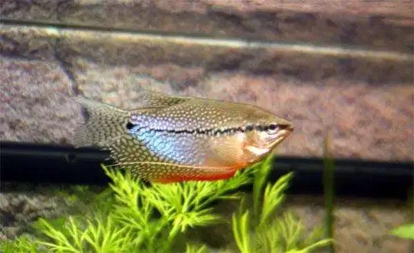 魔鬼刀鱼适合新手养吗,特别适合新手养的鱼