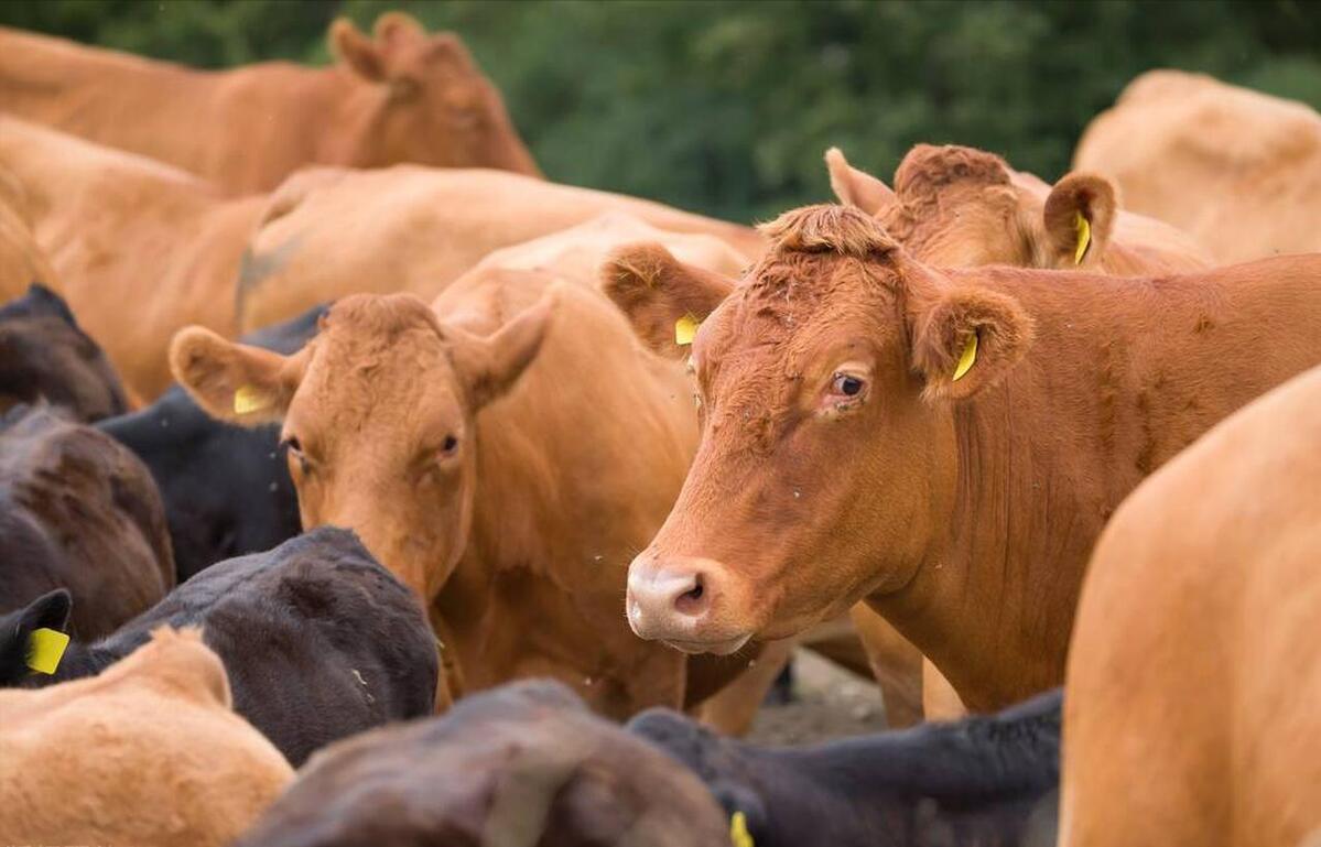 肉牛养殖技术西门塔尔牛养殖视频,生牛养殖和肉牛养殖的区别