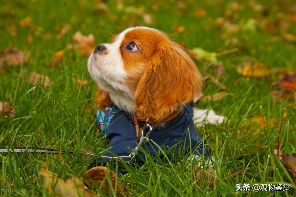 冬天衣服上的狗毛怎么处理,狗毛粘到油垢怎么去除