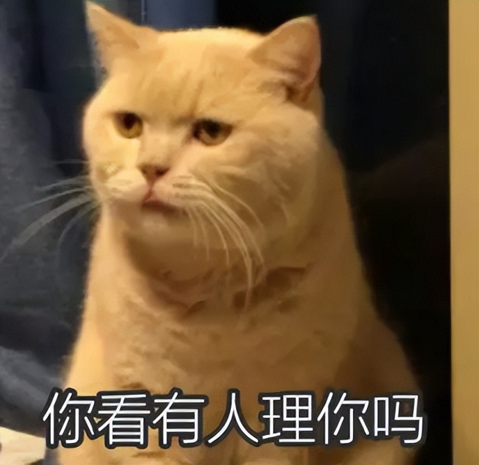 你以为你养的中华田园猫,家里养了中华田园猫