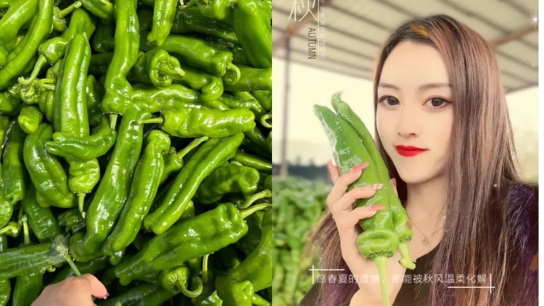 辣椒3块钱一斤挣钱吗,辣椒300元一斤