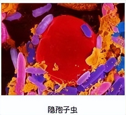 公共水域游泳要注意什么,公共水域可以游泳吗