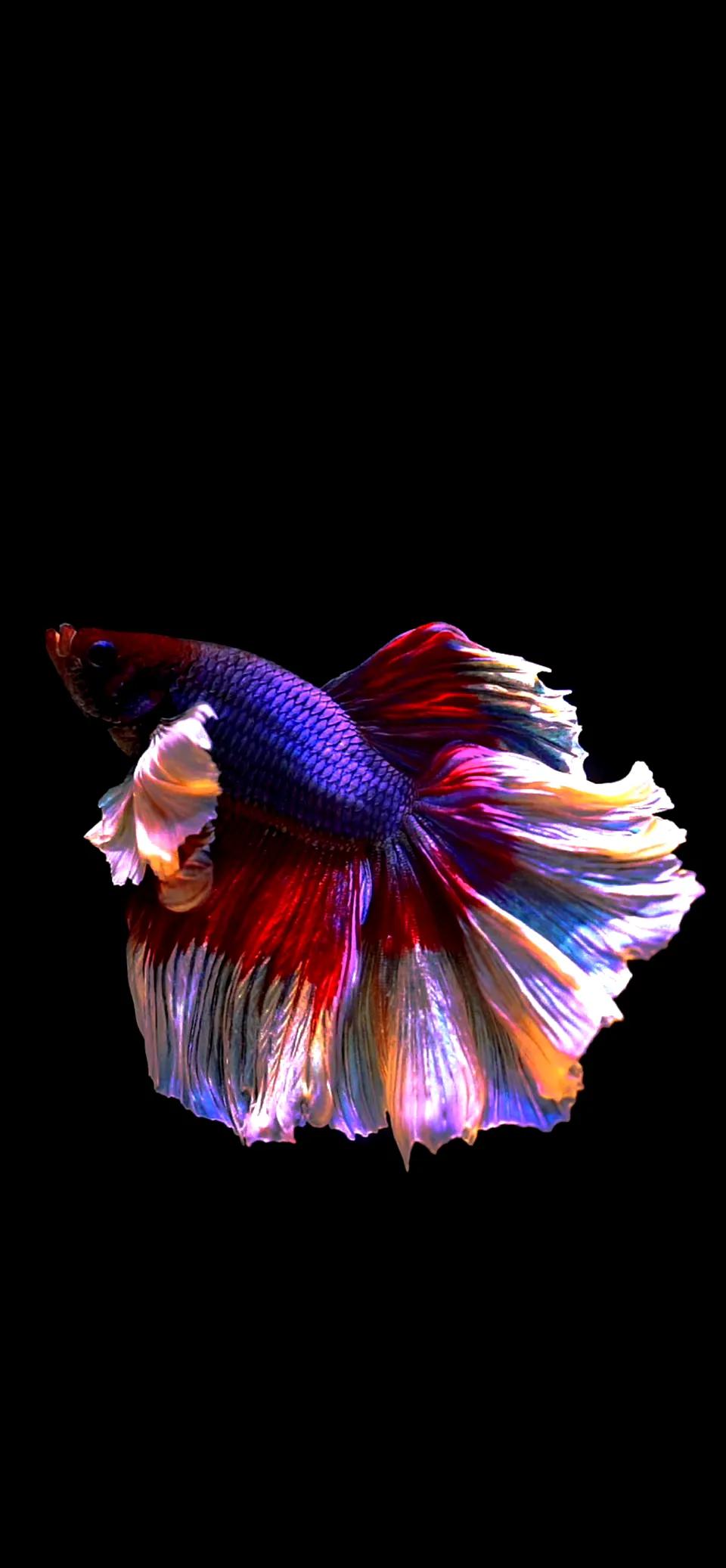 苹果live动态壁纸全屏高清4k,ios动态壁纸intolive平板