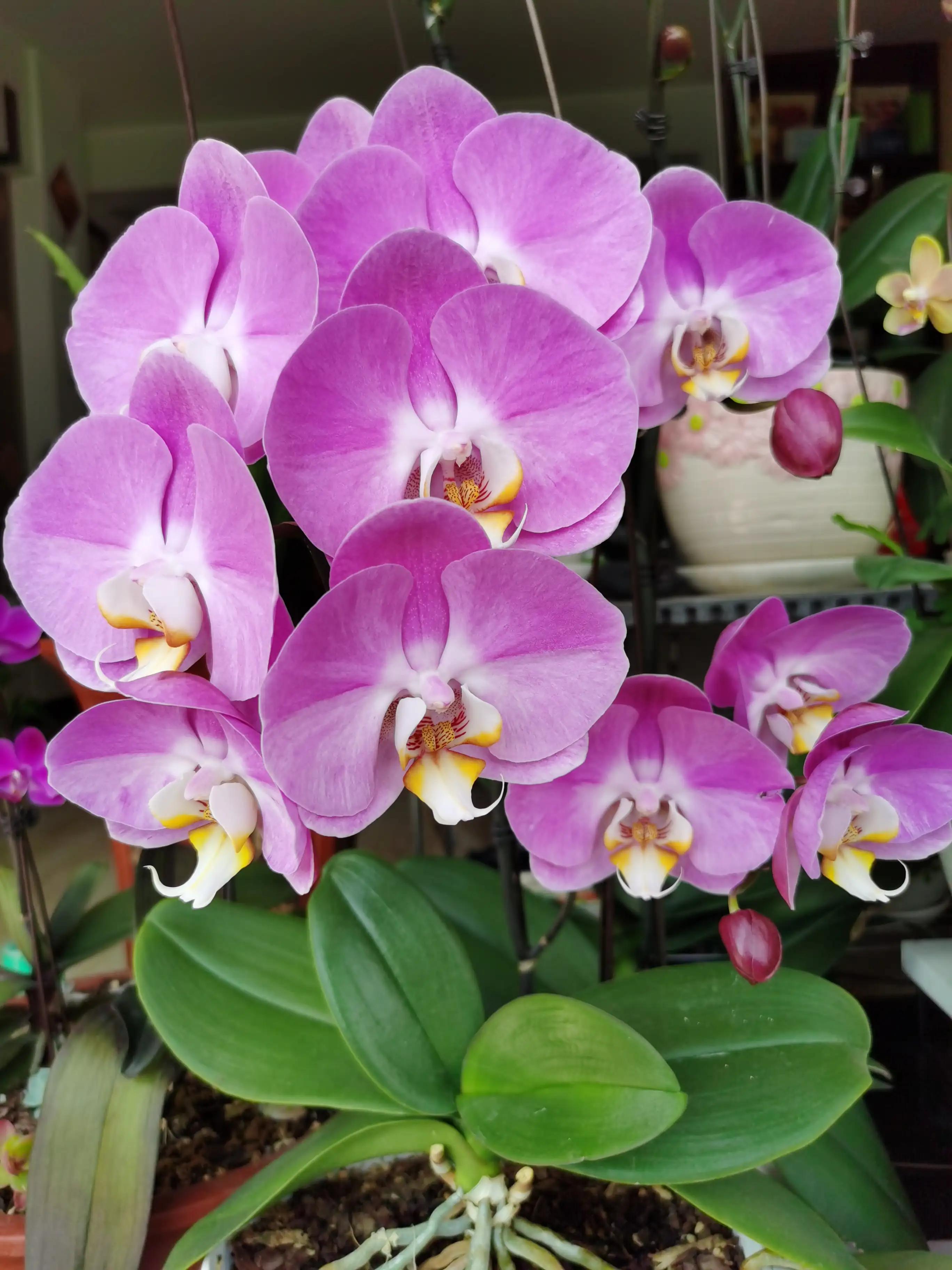 粉黛佳人水仙,紫水仙图片大全