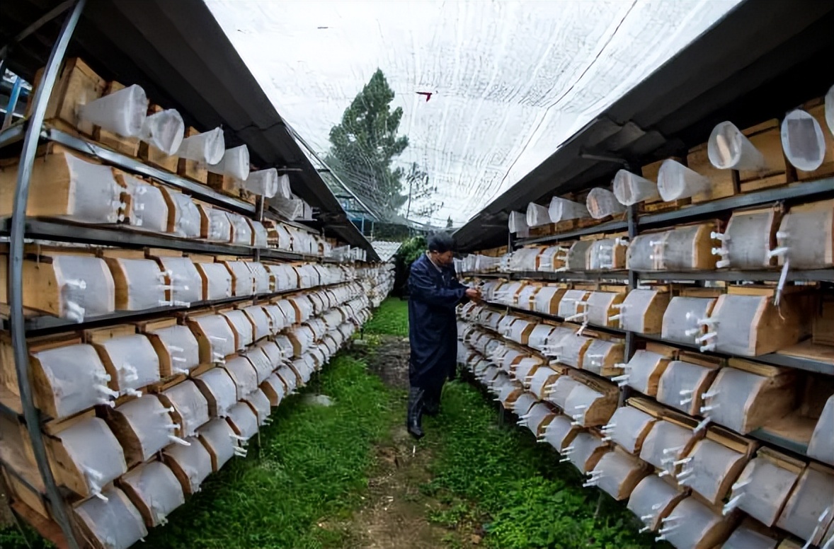 杀人蜂和胡蜂还有大黄蜂谁厉害,杀人蜂厉害还是胡蜂厉害