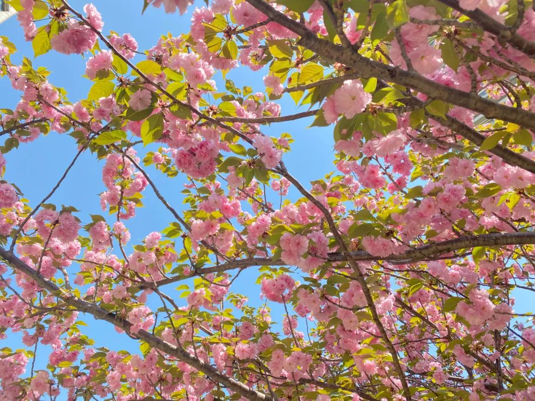 疫情防控下gmp建筑师的居家日志（上海篇）