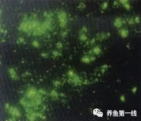水生生物大盘点,水生生物多图排版
