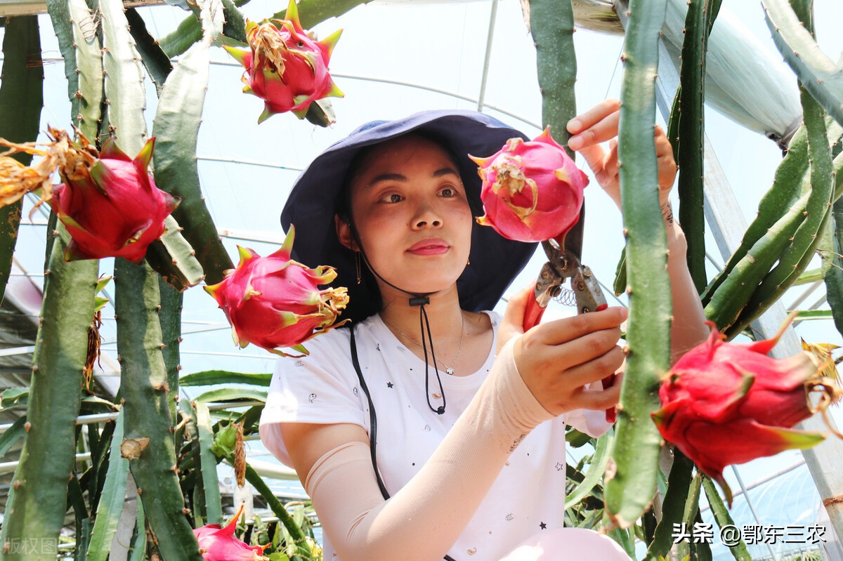 火龙果是热带水果吗能放冰箱吗,火龙果是温带水果还是热带水果