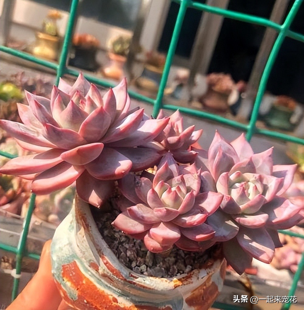 多肉粉蓝鸟怎么玩,粉蓝鸟多肉养护方法和技巧图解