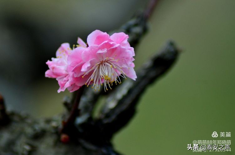 春风拂柳梅花开,桃李春风梅花开