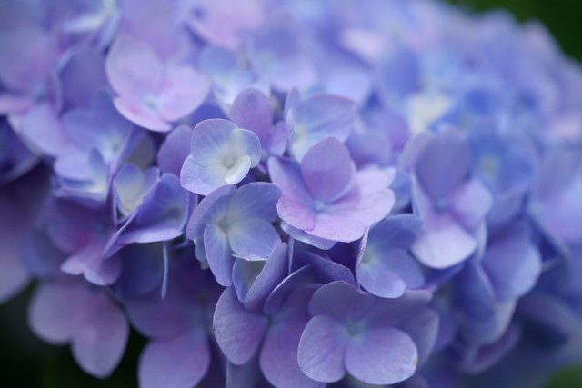 情人节送花的寓意和意义,情人节花语经典短句