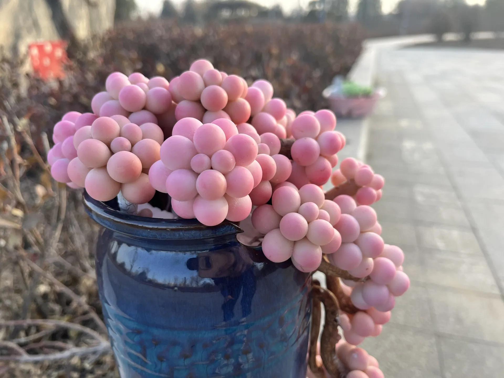 最具有观赏性的多肉植物,颜值高又好养活的多肉植物