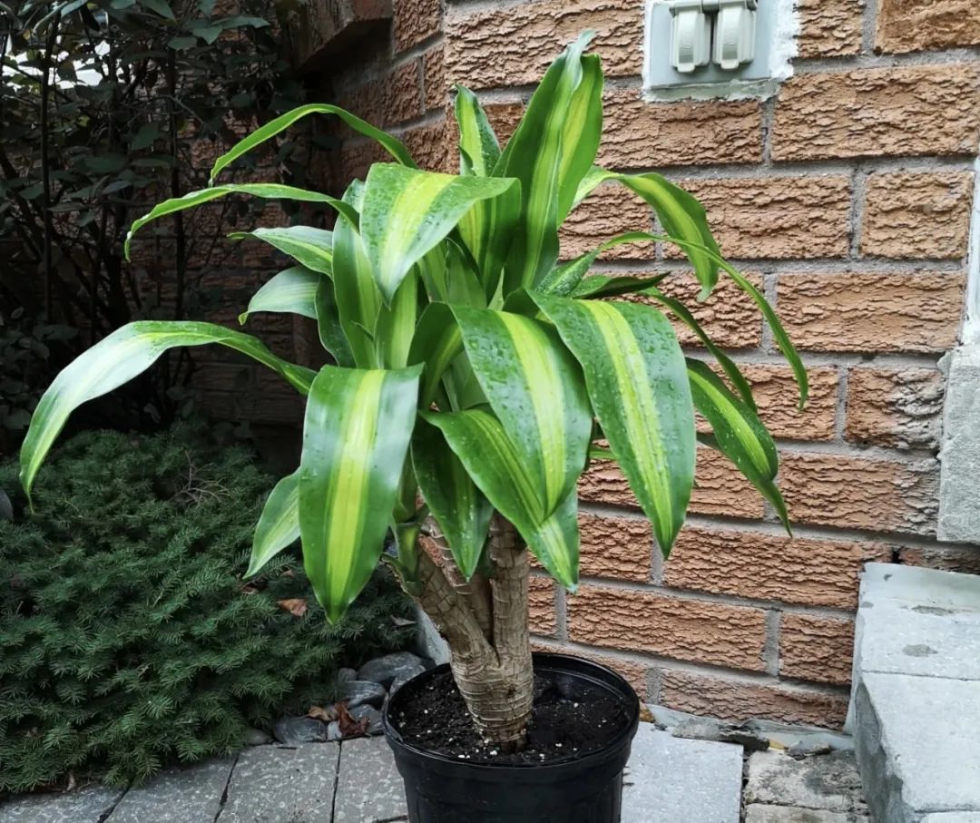 什么花室内最好养,什么花室内好养一年四季都不死