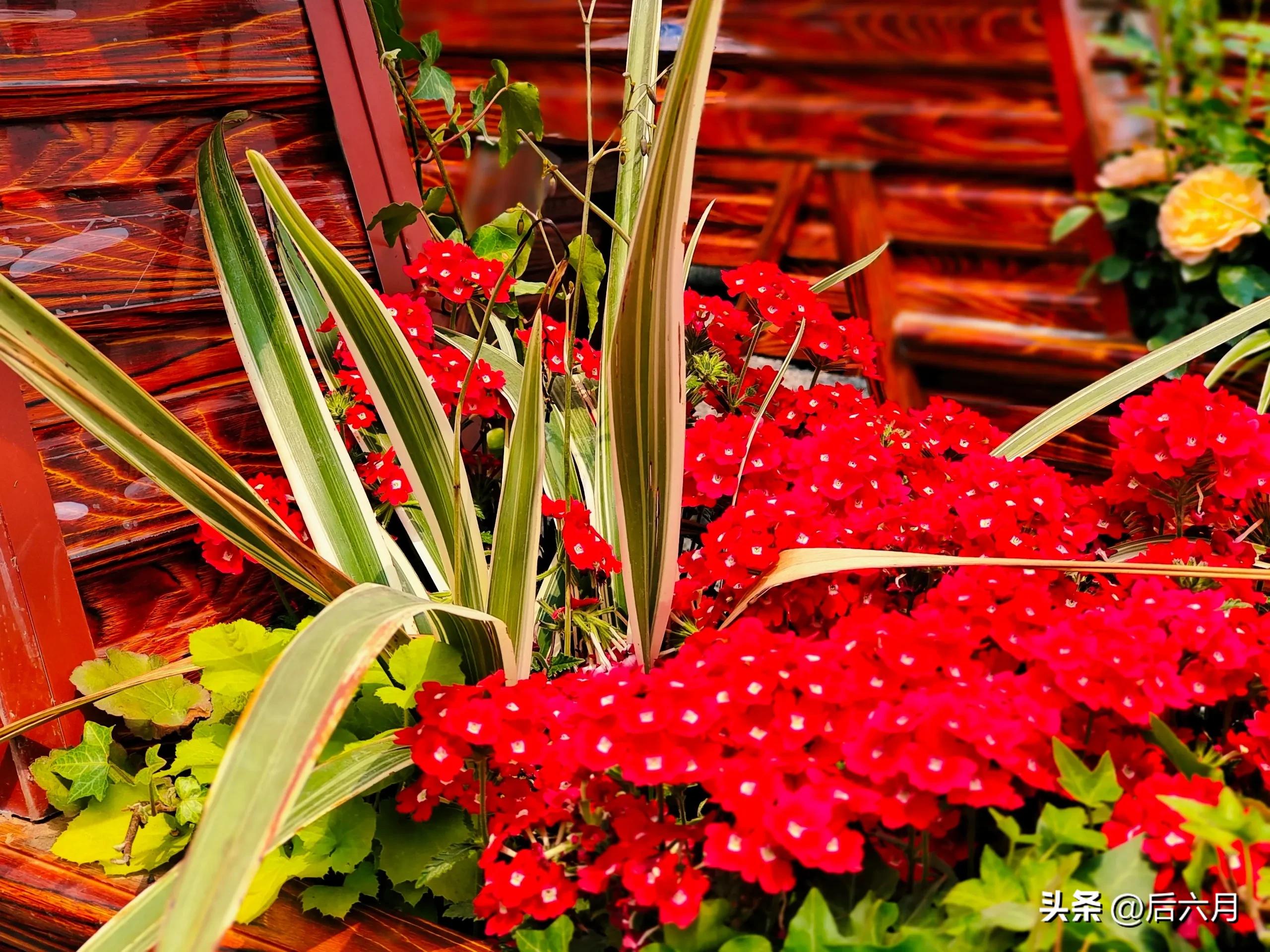 途游西海岸l无比方花园，杨家山里新添网红打卡地